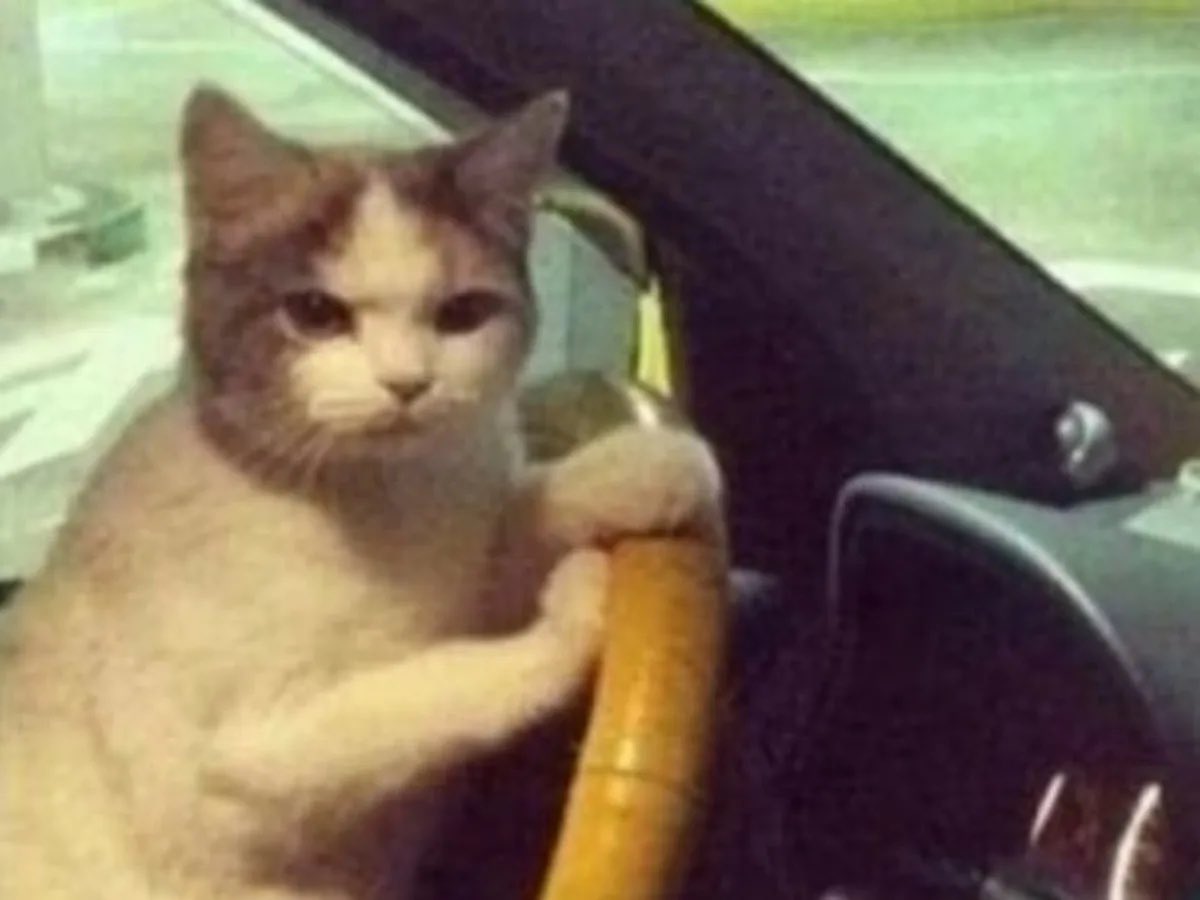 andream_97's tweet photo. La gatita después de que le hayan dicho que era bandida y la más gordita https://t.co/Y0h26ErT3b