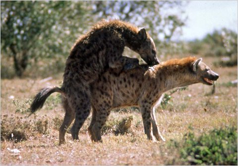 MrBlackOG's tweet photo. Hyenas have sex 6 times a day. No wonder those idiots are forever laughing. https://t.co/NxtSCEsUj4