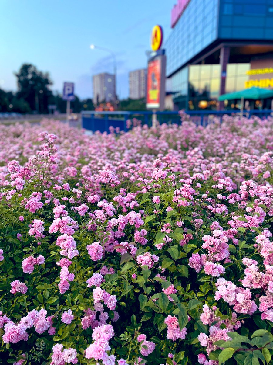 neha86chauhan's tweet photo. Hi Friends, Happy 4th of July to you all 

Picture: Charming Summer #Warsaw 

Clicked: 24June23
#4thofJuly #freedom #DiscoverWarsaw #streetphotography #Poland #TravellerPrideWeek #TuesdayFeeling https://t.co/4xh3f7MQr6