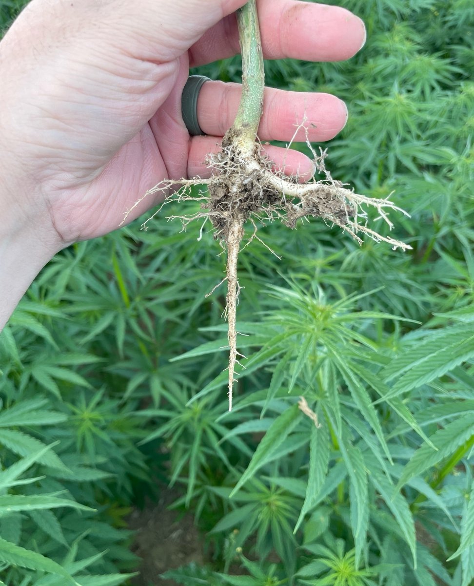 SmokyHempDecort's tweet photo. Did you know that studies are showing #industrialhemp is capable of #phytoremediation? This is just one of the many positive benefits that #hemp can have on our environment! 

#SmokyHempDecortication #CanadaHemp #AlbertaHemp #Agriculture #ABagriculture #CdnAg #ABgrows https://t.co/05RdZMjcTl