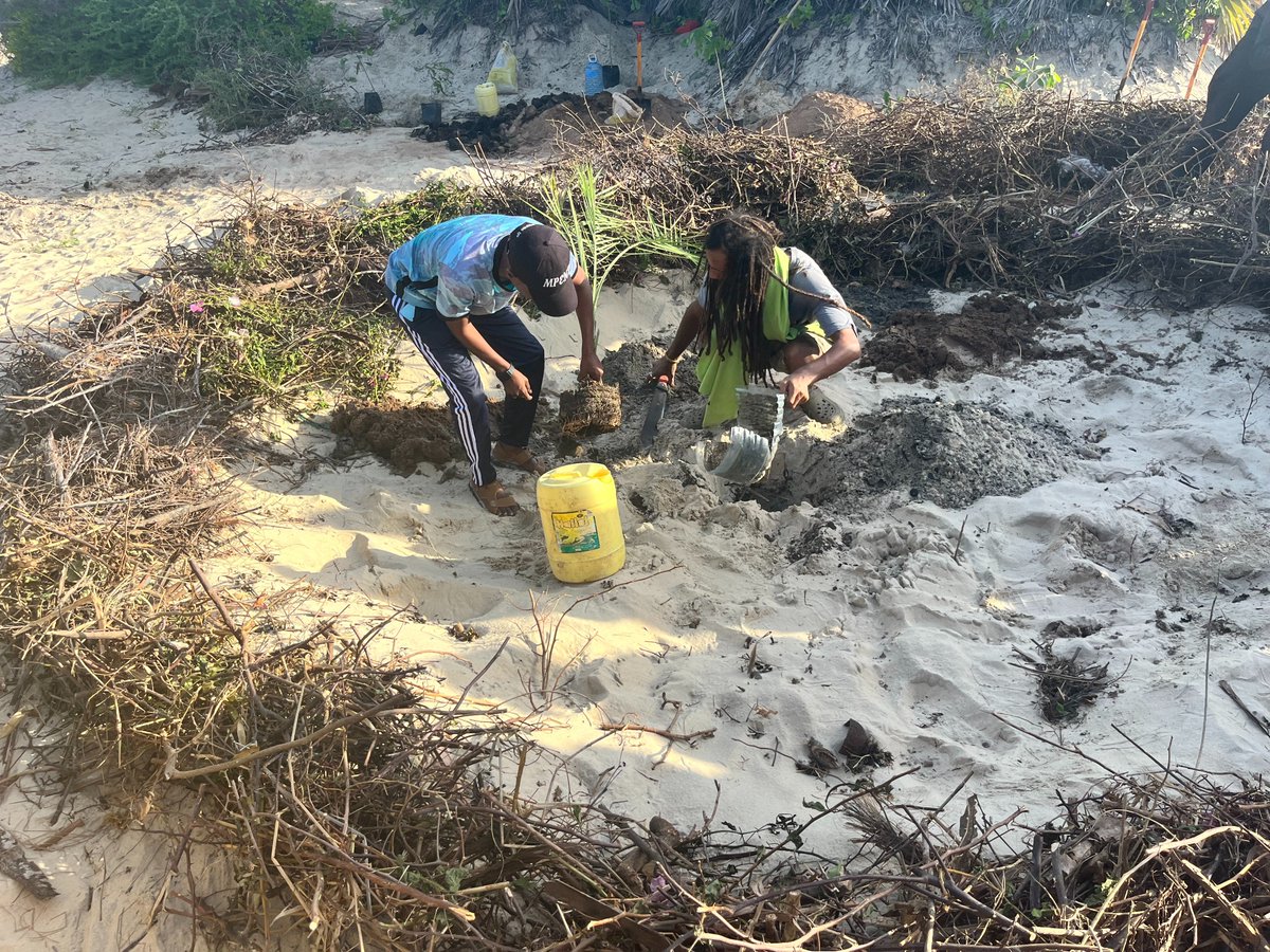 lamu_enviro's tweet photo. 🌿🌍 Earth Love LTD regenerating Amu Dunes for resilience!
🏝️ Shela community joins reforestation efforts.
🌳 Protecting water catchment & coastal ecosystem.
#EarthLove #LamuIsland #ClimateResilience #RegenerationProject https://t.co/56Ds4MRz1w