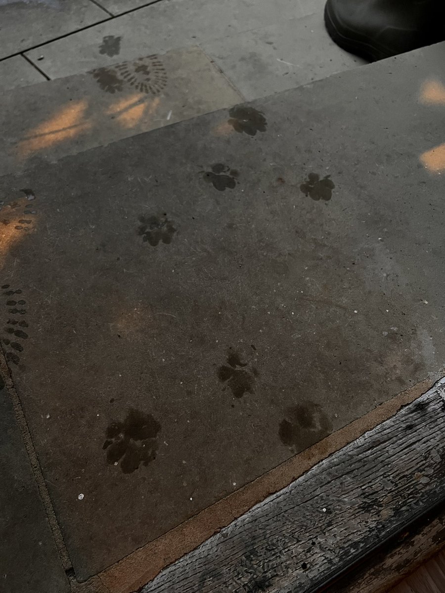 Tarka McSpaniel (@tarkamcspaniel) on Twitter photo It’s raining. It’s raining.