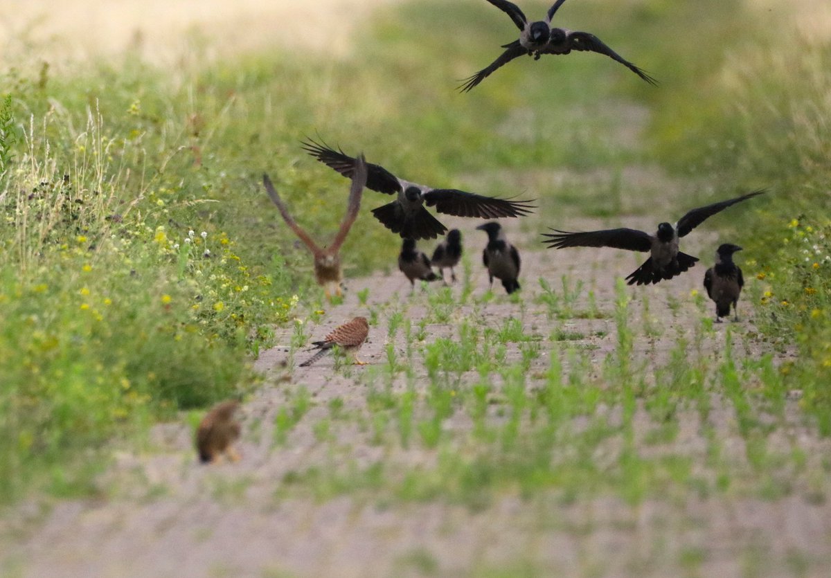 LleshiRoland's tweet photo. The common kestrel / Turmfalken (Falco tinnunculus) :) 

Hier ist die neue Generation (>6 Individuen) von Turmfalken bei der Fütterung auf ihrem Lieblingsplatz #TempelhoferFeld! Natürlich immer gemobbt von Nebelkrähen. 
#Berlin #Birds #Vögel #THFbleit #vielfalt #BirdsSeenIn2023 https://t.co/URPDvlYsxk