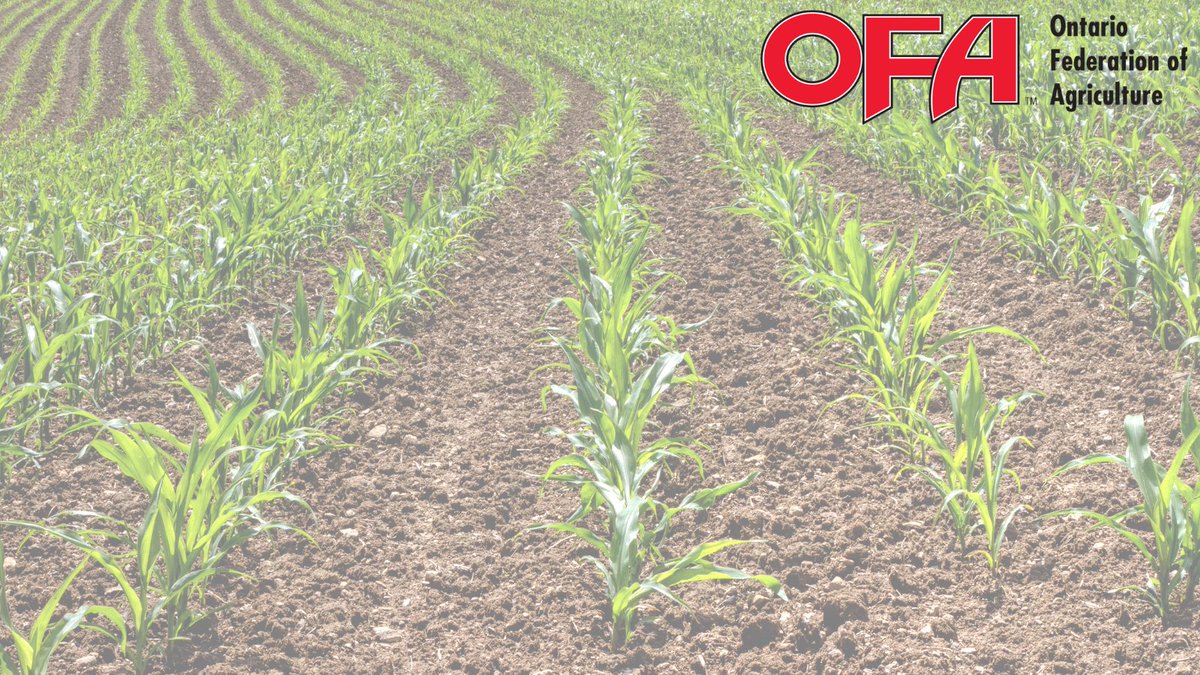 Our #ontag farmers are outstanding in their fields. As the saying goes "knee high by the 4th of July"🌽. Today is the day &amp; #teamOFA wants to see your 2023 crop progress pictures in the comments below. All commodities are welcome. One lucky commenter will win an OFA prize pack.
