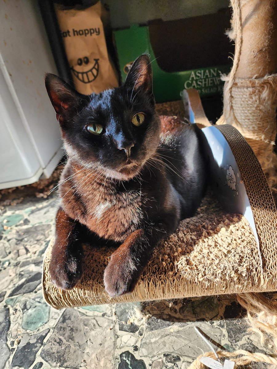 SebbiesCat's tweet image. This is my brother Winston, he was being a keener 😸😜