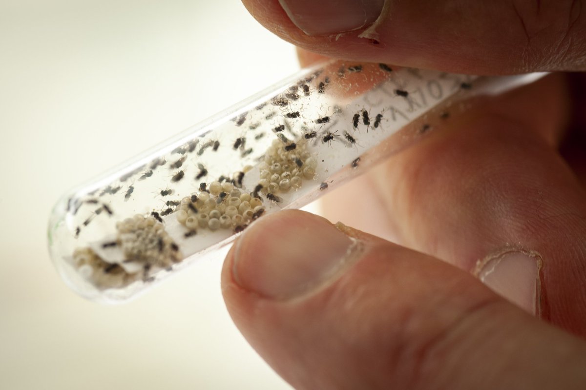 INRAE_France's tweet image. 👏🏆3 projets INRAE #Biocontrôle récompensés par les concours d&apos;innovation #iPhd #iLab
&amp;gt; Mycoptim, des champignons au service de la vigne
&amp;gt; AgroINNOV, des insectes pour lutter contre les ravageurs
&amp;gt; Evolutive Agronomy, lutte naturelle contre les nématodes
url.inrae.fr/43daU9l