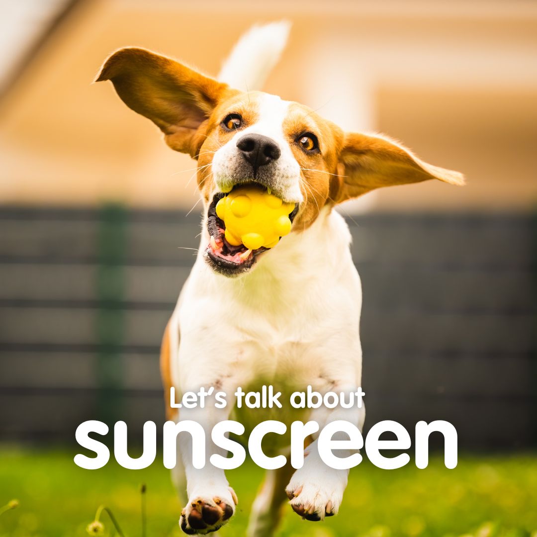 Frozzys for Dogs tweet media