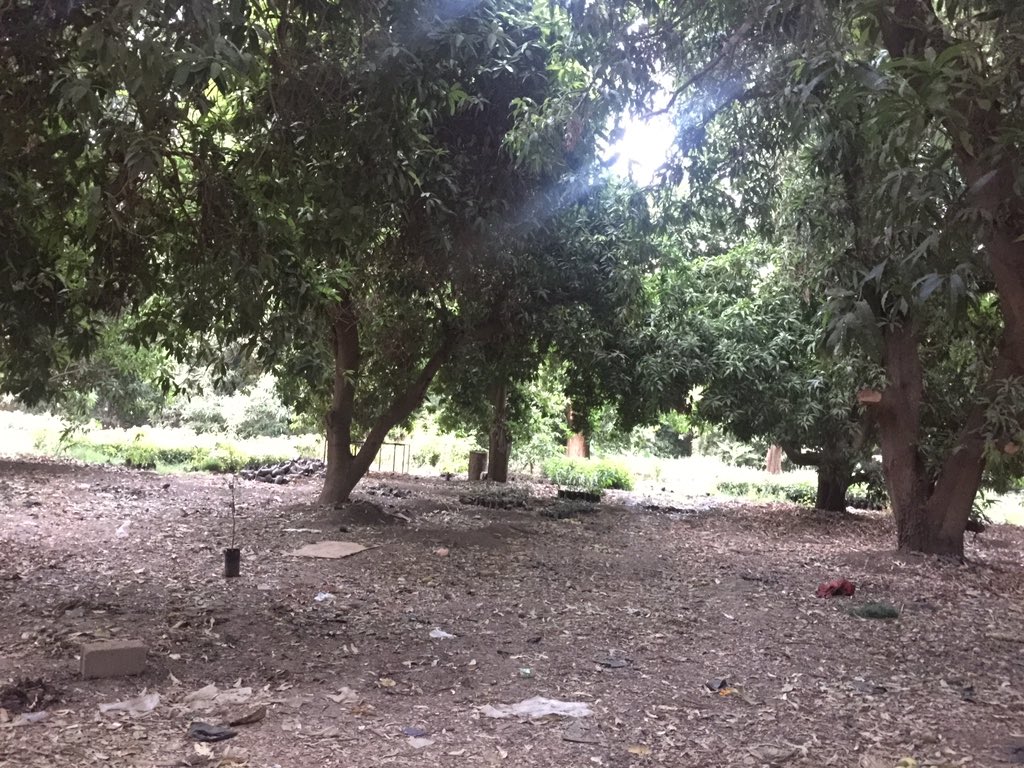 من احلى الاماكن  مزارع(منقة شندي )❤️❤️❤️❤️