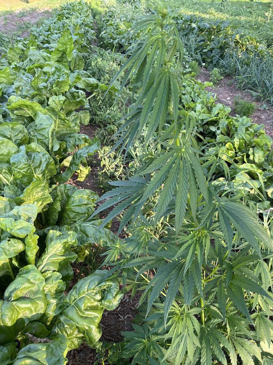 motocyklista's tweet photo. Babcia wkurzona, że jakieś zielsko jej w burakach urosło. Poszedłem sprawdzić. Babcia miała racje 🫢 #Agrotwitter https://t.co/agKRrJK7tT