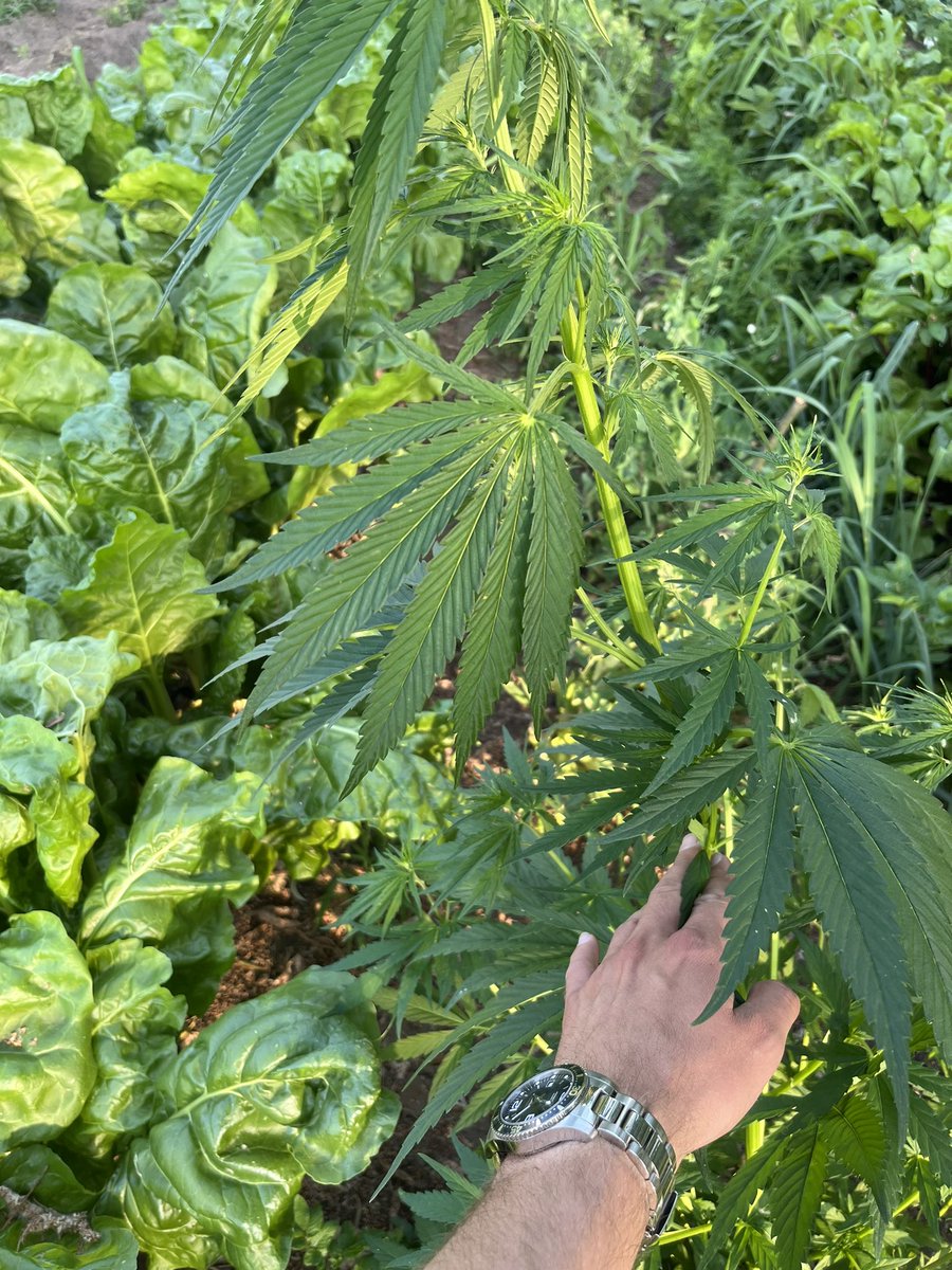 motocyklista's tweet photo. Babcia wkurzona, że jakieś zielsko jej w burakach urosło. Poszedłem sprawdzić. Babcia miała racje 🫢 #Agrotwitter https://t.co/agKRrJK7tT