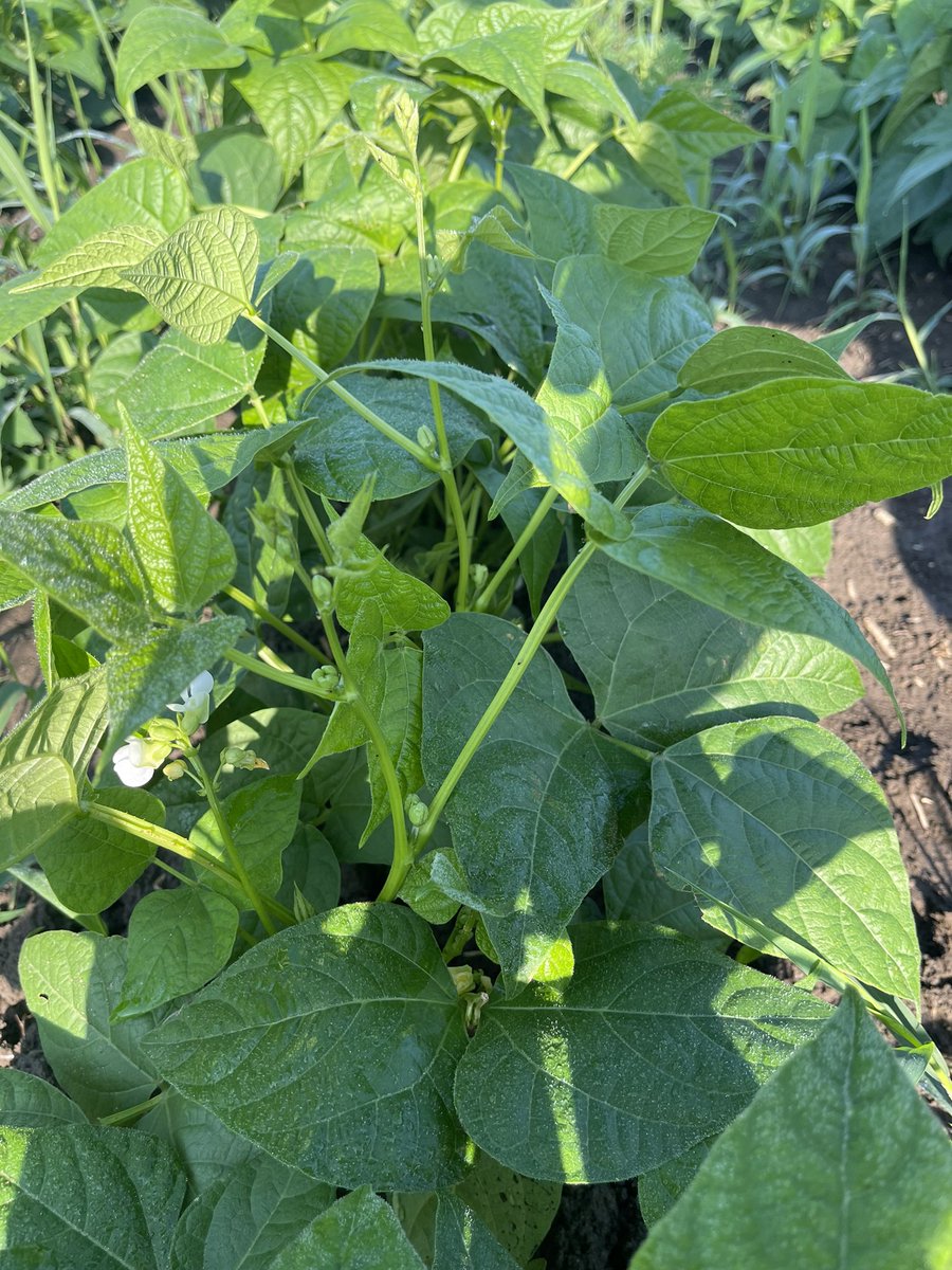 First flowers on navy beans planted May 14 at the Huron Research Station