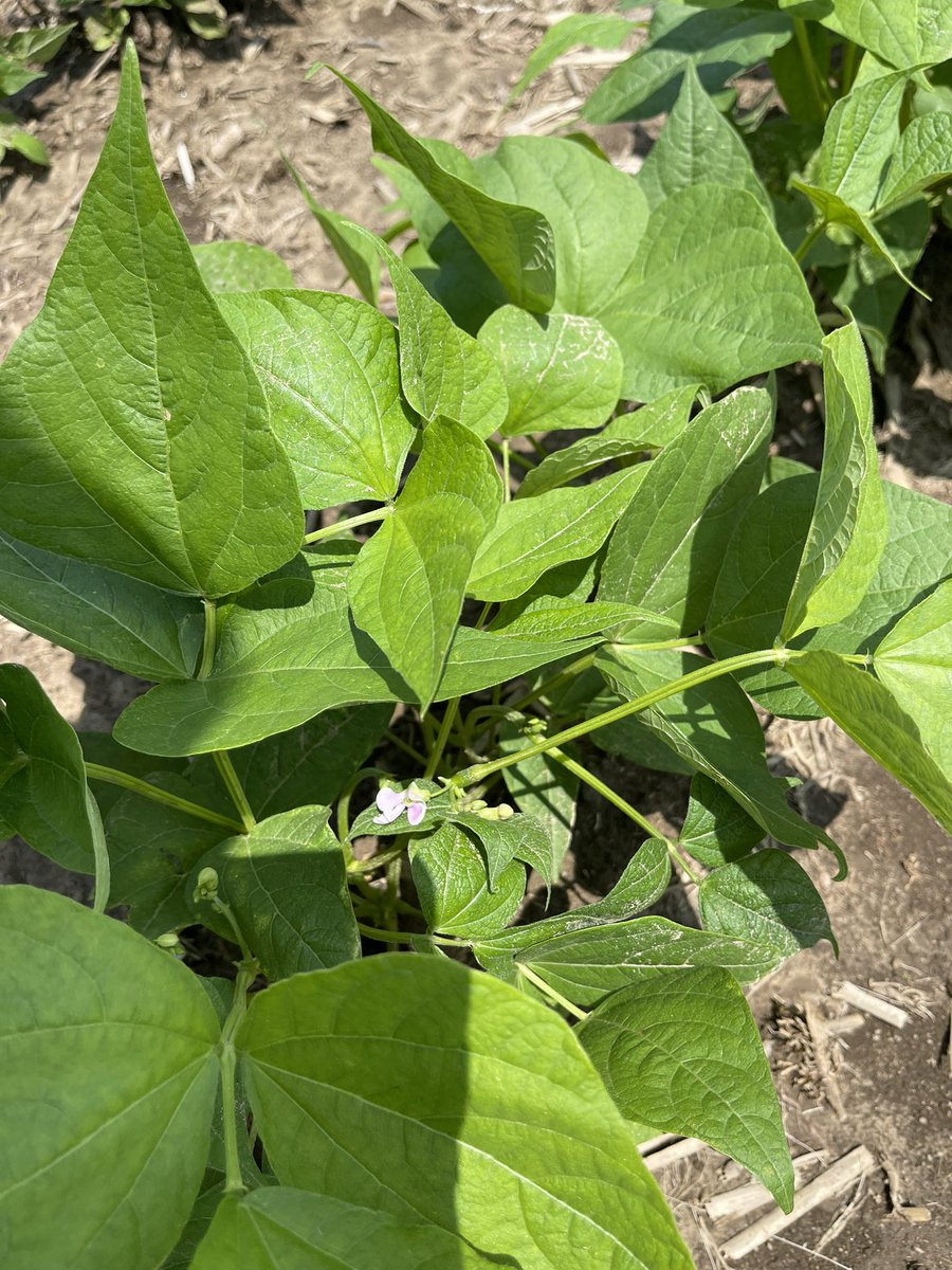 Dynasty kidney beans flowering at Ridgetown Campus. Planted May 23