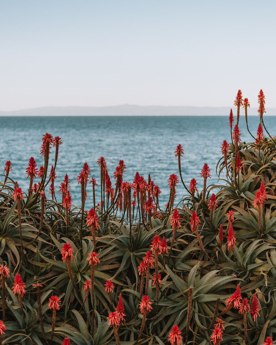ShopDelMonte's tweet photo. There's red, white and plenty of BLUE here in Monterey thanks to this beautiful coastline. Happy Fourth! ❤️🤍💙 |  @portolahotel https://t.co/xhZ4DX7Tid