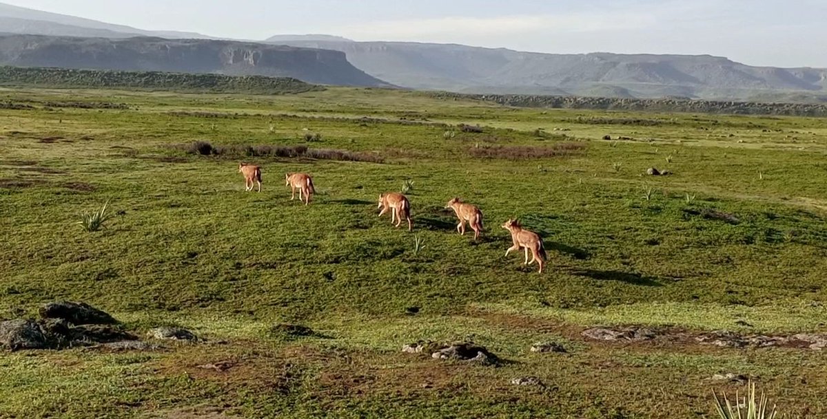 We are ready to go the field tomorrow. For the monitoring #ethiopianwolves #afroalpinemountains. So we are all happy and united 
<a href="/KyKebero/">EWCP Ethiopian Wolf Conservation</a> 
<a href="/ClaudioSillero/">Claudio Sillero</a> 
<a href="/WildCRU_OX/">WildCRU, Oxford</a>
<a href="/Arctic_paws/">Sandra Lai @sandralai.bsky.social</a> 
<a href="/MarinoJorgelina/">Jorgelina Marino</a>
<a href="/EricBedin_Eth/">Eric Bedin</a>