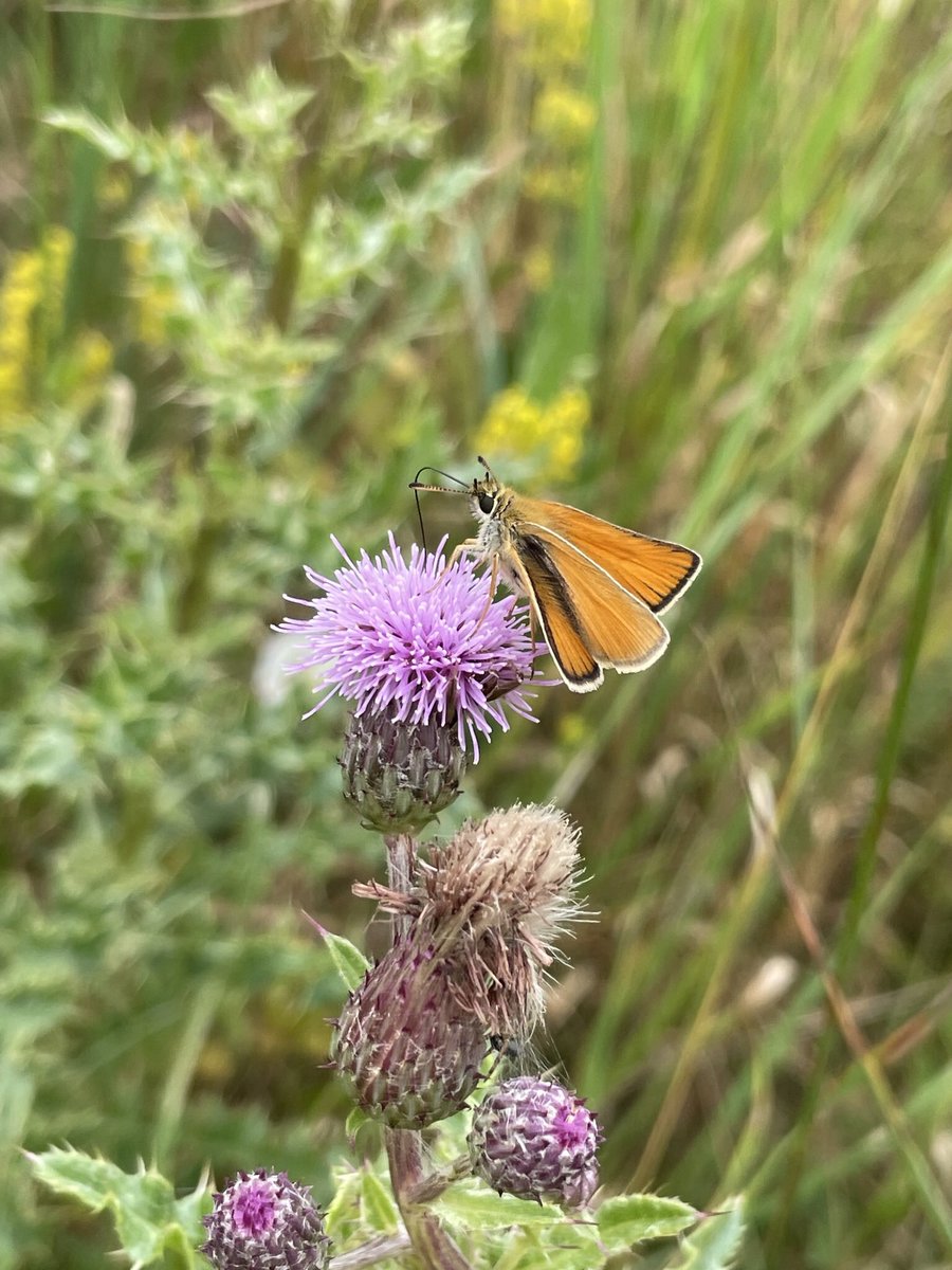susanjsimmonds's tweet photo. Our common, native plants, often called ‘weeds’ are so important for so many of our insects. I have Ragwort in my garden, covered in Cinnabar Moth caterpillars. I saw Creeping Thistle on a walk today covered in #pollinators. @BSBIbotany @wildflower_hour @LGSpace @HantsIWWildlife https://t.co/PXdrKj3fbA