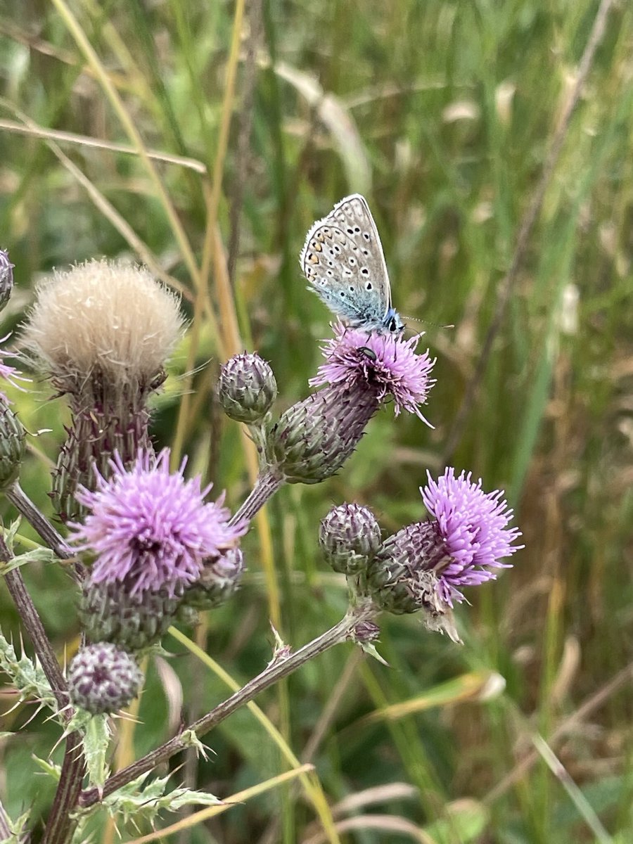 susanjsimmonds's tweet photo. Our common, native plants, often called ‘weeds’ are so important for so many of our insects. I have Ragwort in my garden, covered in Cinnabar Moth caterpillars. I saw Creeping Thistle on a walk today covered in #pollinators. @BSBIbotany @wildflower_hour @LGSpace @HantsIWWildlife https://t.co/PXdrKj3fbA