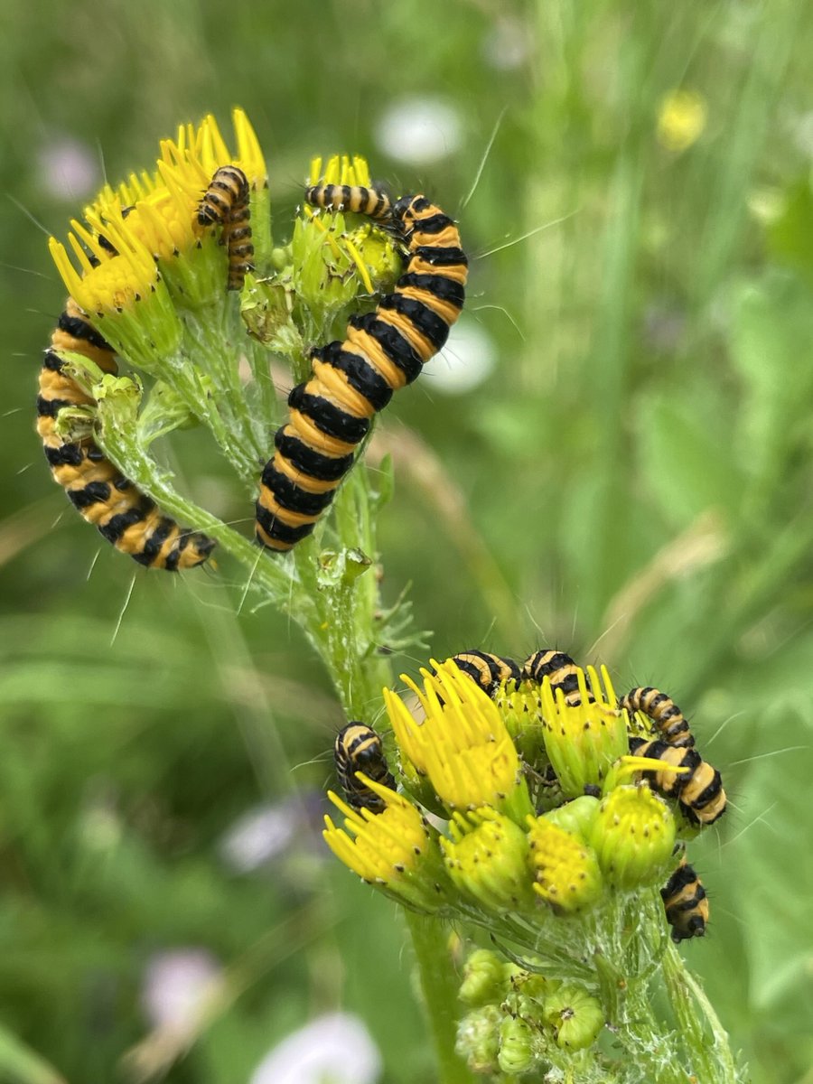 susanjsimmonds's tweet photo. Our common, native plants, often called ‘weeds’ are so important for so many of our insects. I have Ragwort in my garden, covered in Cinnabar Moth caterpillars. I saw Creeping Thistle on a walk today covered in #pollinators. @BSBIbotany @wildflower_hour @LGSpace @HantsIWWildlife https://t.co/PXdrKj3fbA