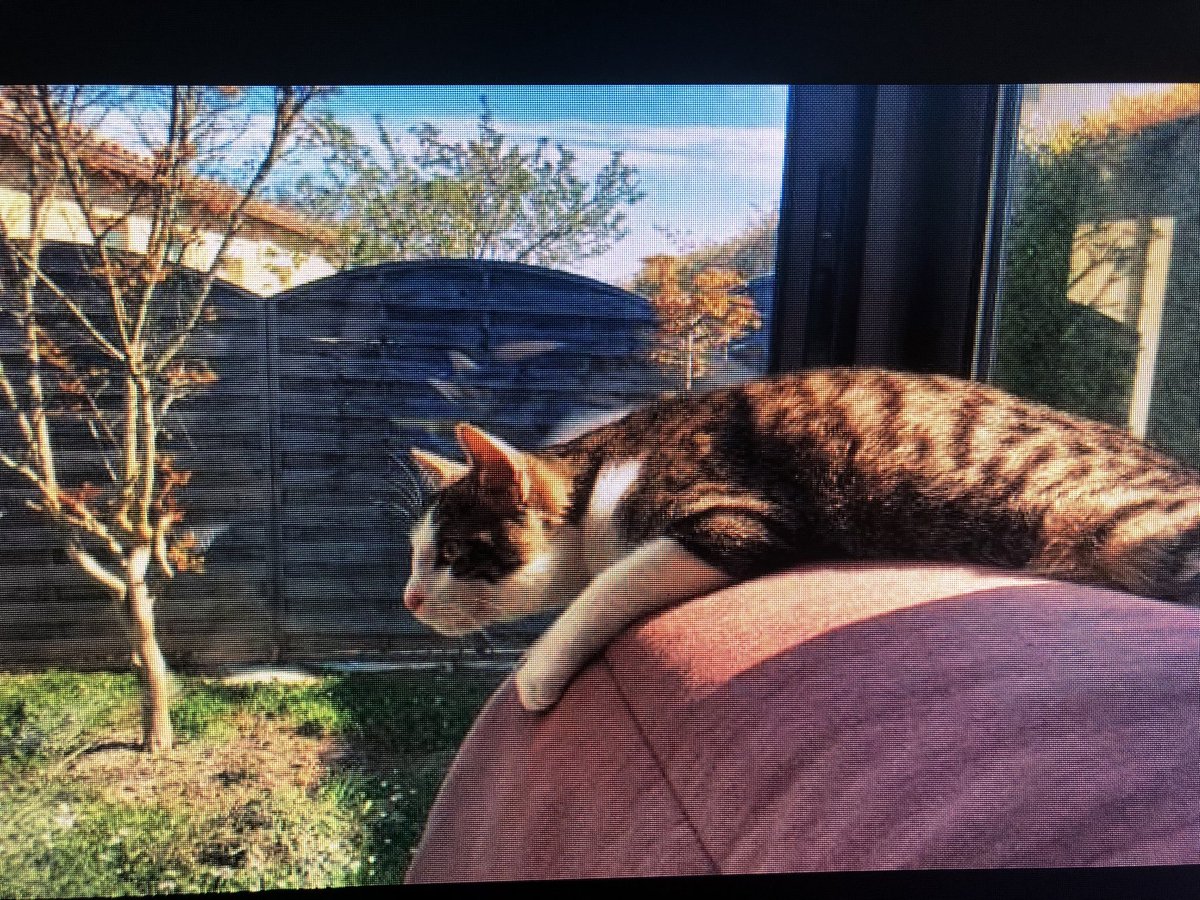 Missbavarde's tweet photo. Hello les amis @petalert_france 
Chat perdu du nom de Milo, tigré gris et dessous blanc rue de l’ancien temple à Meschers sur Gironde 
Perdu depuis dimanche, il a 1 an environ
RT merci 🙏🏻 #chatperdu #petalert17 https://t.co/Ke3HrgfqoF