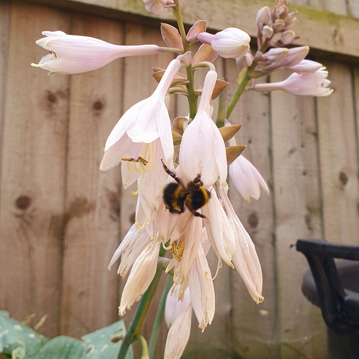 Big Beautiful Buzzy Bumblebee 🐝
#bumblebee #pollinators #pollinatorsareimportant #britishwildlife #VIP #happycustomer #hosta #flowerpower