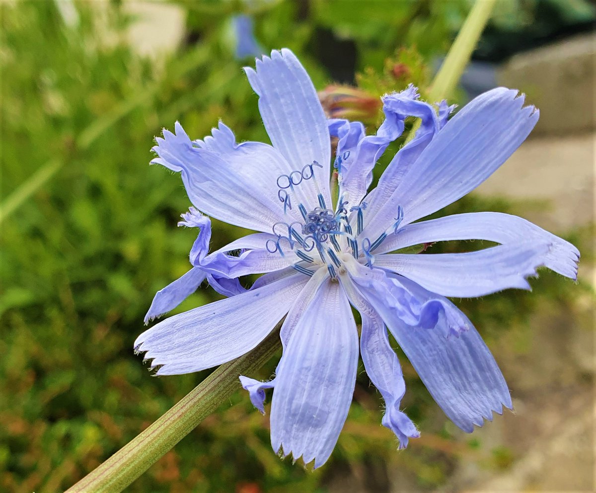 HARTResearch's tweet photo. 💙🌿In #folklore  #chicory is a #Fairy #FLOWER  used for magical purposes. Bes to collect #Flowers at midday/midnight, at #midsummer or St James's Day - but no iron tools must be used, or it will lose its magical powers #TuesdayBlue #FairyTaleTuesday #flowerpower 💙🌿🧚🏼‍♀️ 💙 https://t.co/rcDQbl7cvw