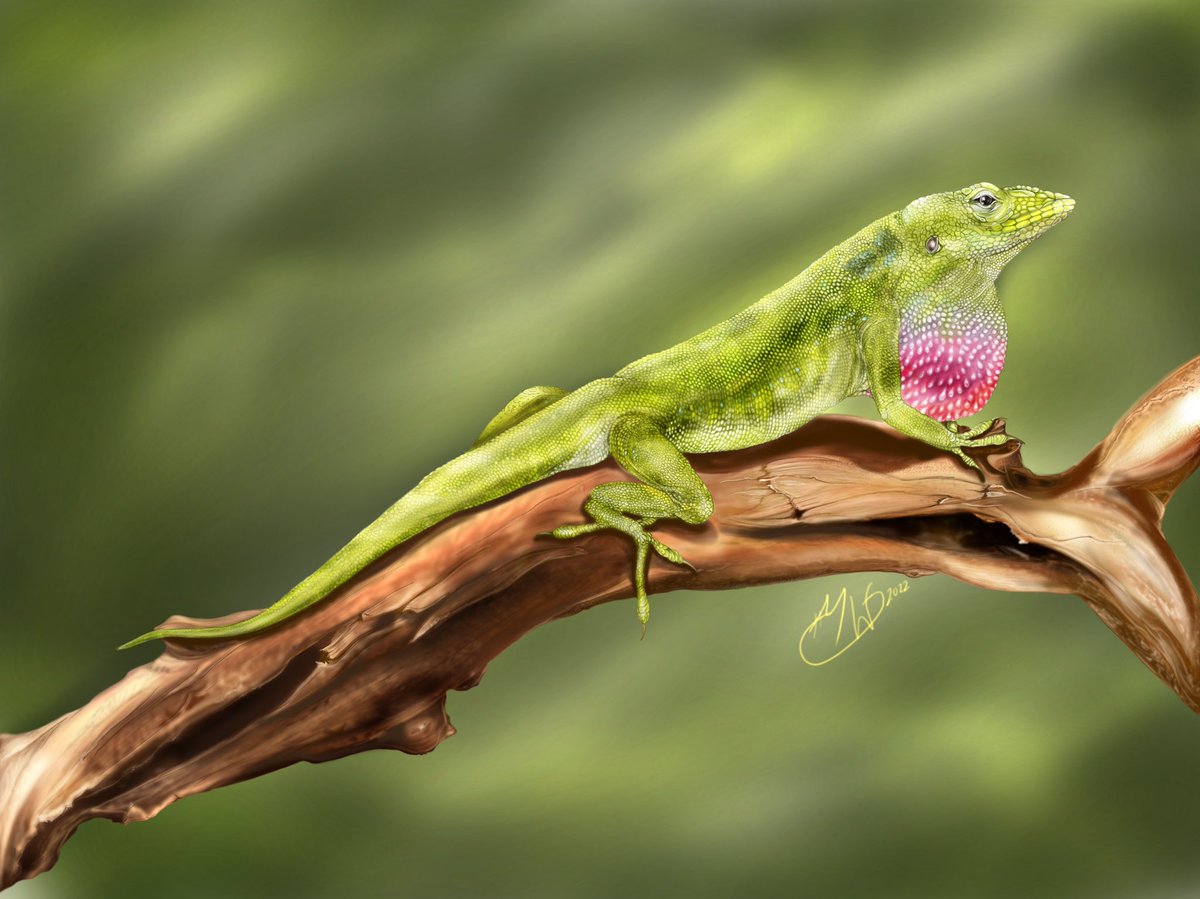 Submitted to the GNSI online gallery 2023, fingers crossed! #naturalillustration, #art, #sciart, #anole