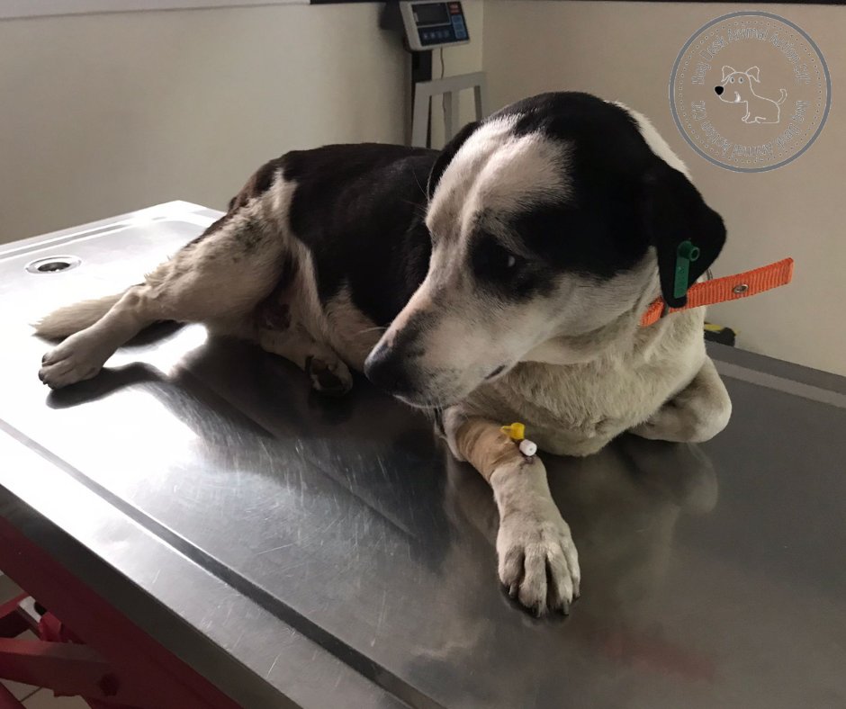 DogDeskAction's tweet photo. Please will you help us win a grant 🙏 

We are a tiny org creating positive outcomes for sick &amp; injured #dogs that have nobody 

We struggle horribly to fund our work, please vote for us today &amp; every week, it's FREE  

https://t.co/4WdRNs6HqX https://t.co/FBA0k7P8yK