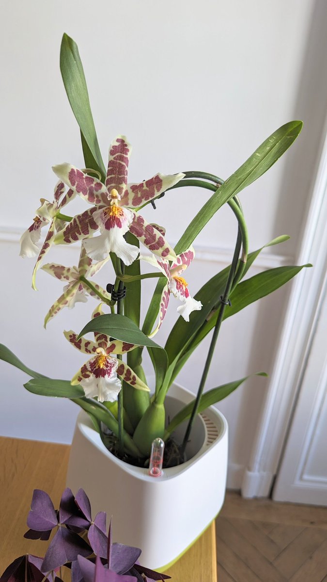 une_orchidee's tweet photo. Love love love... Aliceara Renaissance. Elle offre aussi un joli parfum léger 💚
#orchid #orchidée https://t.co/Y9rjvM0CyI