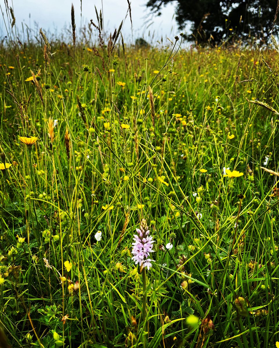 A lone orchid in Buttra Meadow