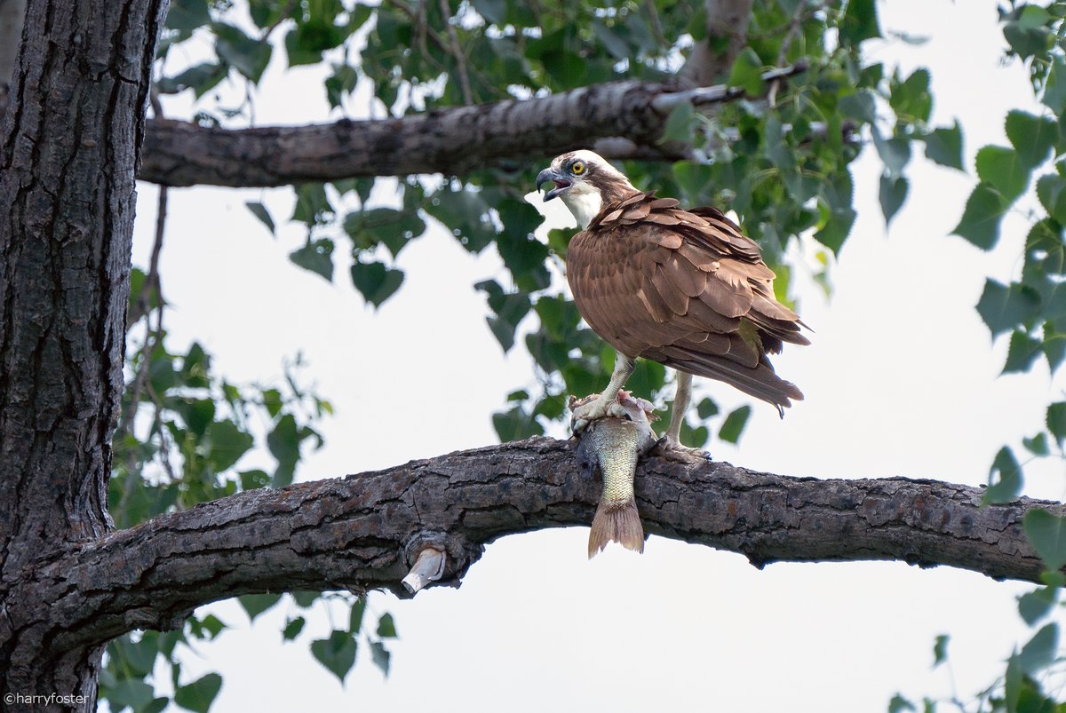 Harry Foster tweet media