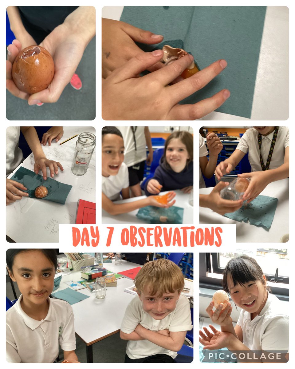 We could not wait to see our results today! The eggs really have replicated our teeth and what can happen when we drink sugary liquids and do not clean our teeth regularly/ properly! #ltpascience #wearebrightfutures <a href="/limetreepa/">Lime Tree Academy</a> 🦷 🪥 🥤 ❎
