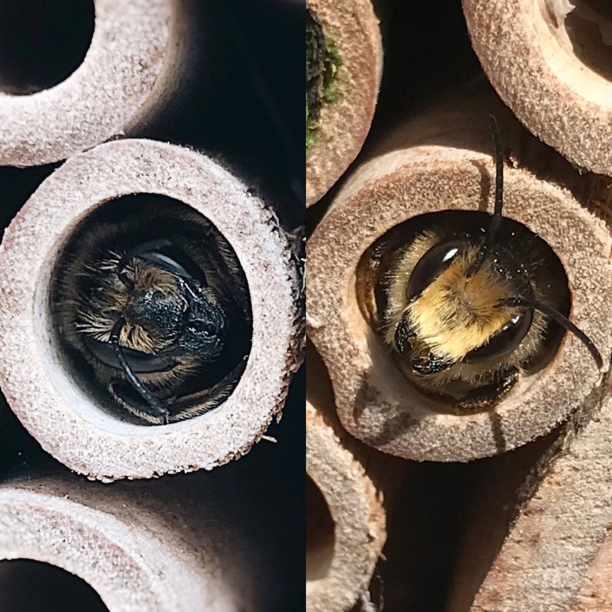 Megachile (Leafcutter) bees 💛
Female on the left and male on the  right.

Notice how much he much more pale fluff he has on his face than she does – a quick way of determining which is which! 

#SolitaryBeeWeek