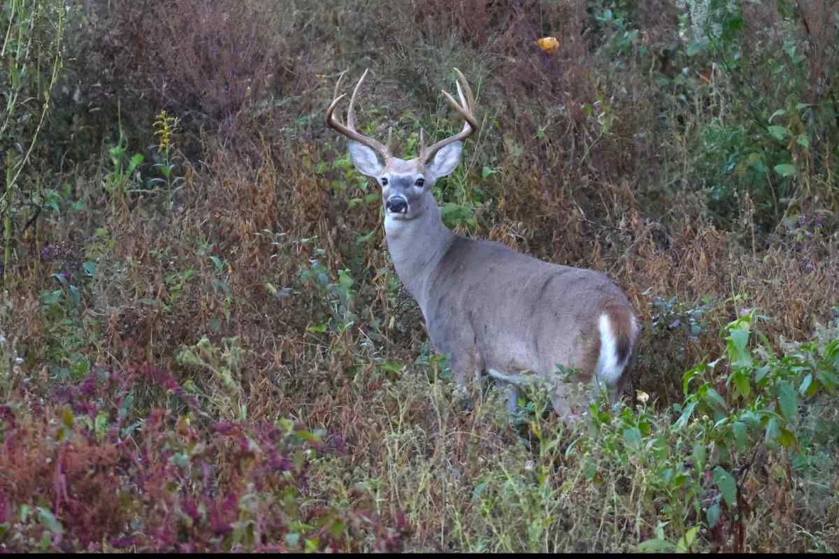 SPORTSMANchnl's tweet photo. Celebrate your Independence Day by checking out these five excellent options for DIY public deer hunting via @HuntingMag: https://t.co/CG0qyn81Wa
#ITSINOURBLOOD #HappyForthofJuly #happy4th #IndependenceDay #hunting #deer #deerhunting #diy #publicland https://t.co/oyUy6uEb8D