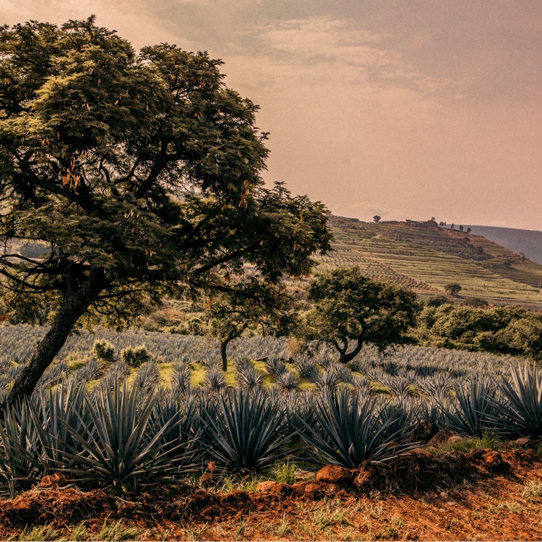 TastersClub's tweet photo. @TequilaSheep is premium tequila that stands out with its unique old-world approach. Slow fermentation and exceptional juice filtration from carefully selected, slow-baked, and 100% aged Blue Weber highland agave give Black Sheep its distinctive taste and aromatic profile. https://t.co/qHlRRNfJQo