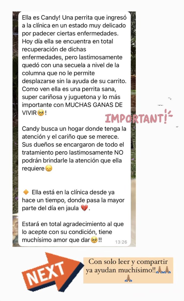 FloEscobarFerre's tweet photo. Hola!! 💡 💣🫶🏽 les queremos pedir ayuda compartiendo! Le buscamos un hogar a esta perrita que no puede caminar pero se maneja súper bien con su carrito! Ella se merece una oportunidad, actualmente se encuentra mucho tiempo en jaula 🥲 RT porfa! Adjuntamos
Videito de ella 🧡🧡🥹 https://t.co/Rar1nr061n