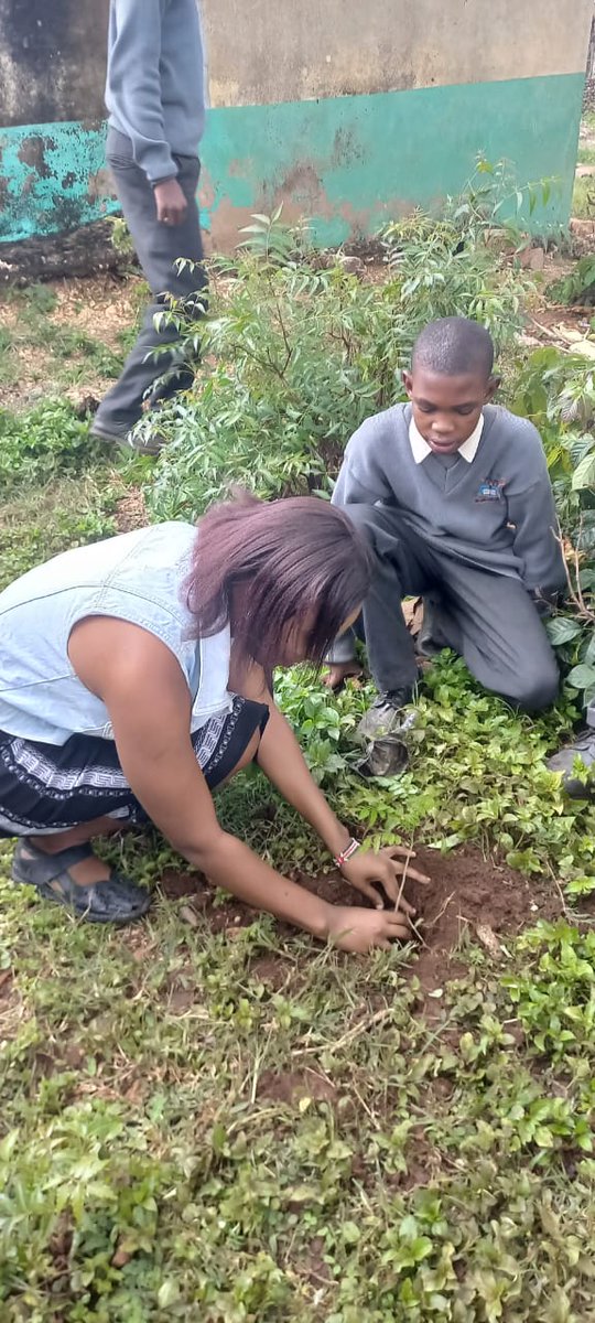 BreshBresh5's tweet photo. Trees are an essential element in our life..Join The #Treeplantingdrive..What an amazing experience i had on this fruitful day planting trees with Baharinijuniorsec students ...Are you ready To Join Us? #KilifiisturningGreen @YOWPSUD_ @TFC_Kilifi @KilifiCountyGov @kilifi_youth https://t.co/1HTgZk2BWJ