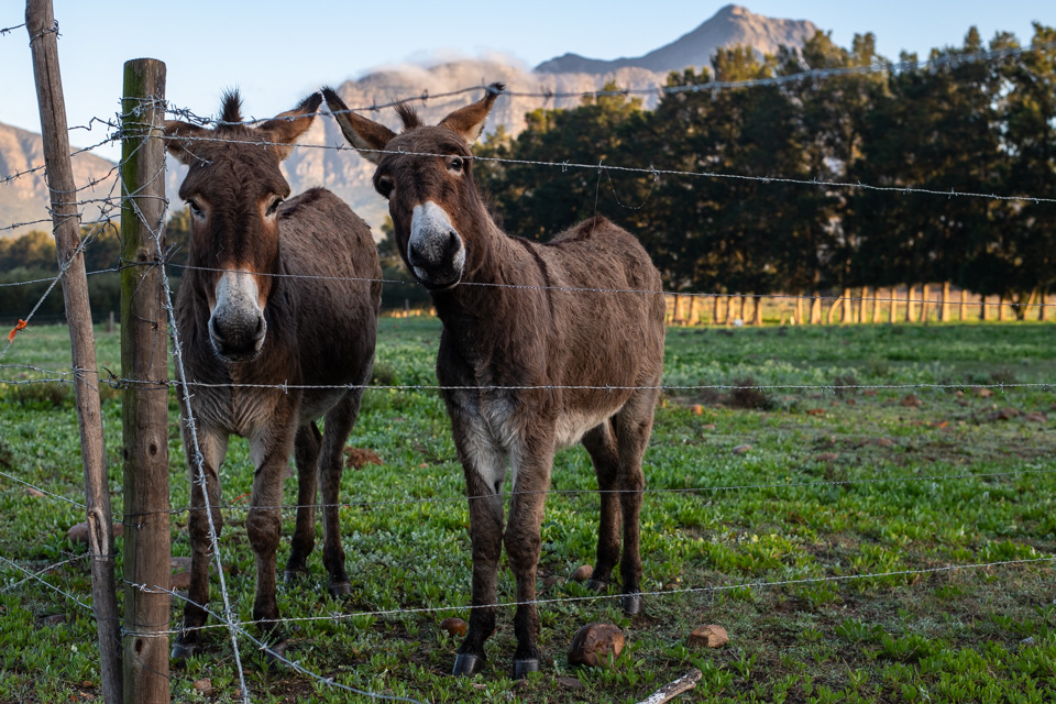 petalje's tweet image. Duikersdrift #Tulbagh. Great Place to stay and eat!