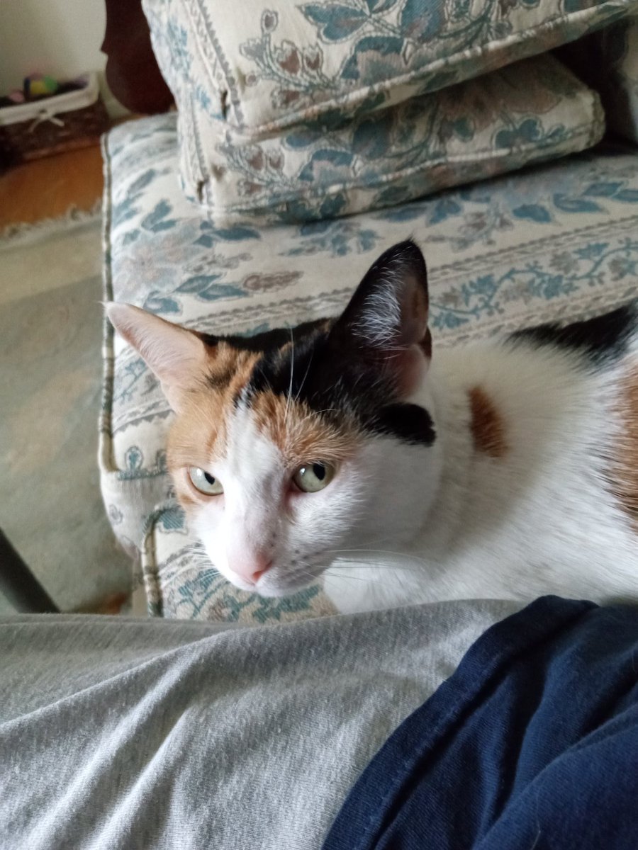 Klunk🐈 tweet media