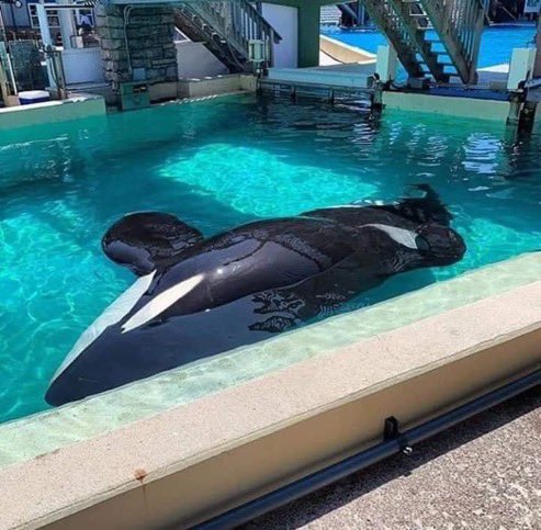 #Hayvanatbahçelerikapatılsın