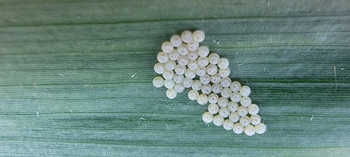 Found plenty WBC along the Little Blue this morning in Nuckolls County.