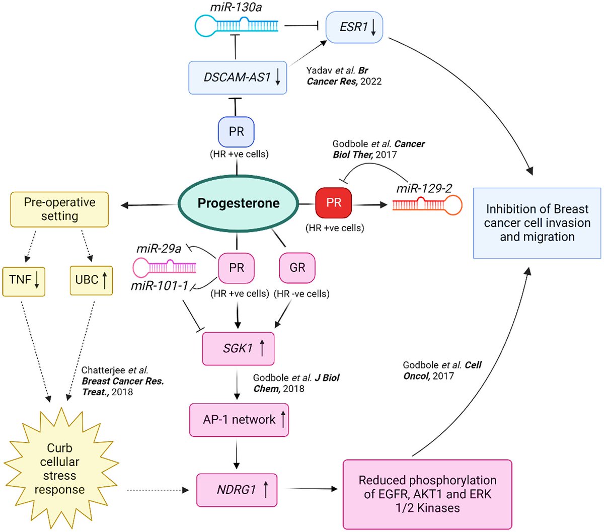 Amit Dutt (@amtdutt) on Twitter photo Progesterone improves survival in br ca pts with node +ve. It works by modulating cell' stress response and inflammation.NcRNAs and the SGK1/AP-1/NDRG1 axis are involved. Pg inhibits cell migration and invasion.A precis by Gaurav,<a href="/Suhail_Shaad/">Suhail Ahmad</a>,<a href="/MukulGods/">मुकुल स. गोडबोले</a>! doi.org/10.18632/oncot… Progesterone improves survival in br ca pts with node +ve. It works by modulating cell' stress response and inflammation.NcRNAs and the SGK1/AP-1/NDRG1 axis are involved. Pg inhibits cell migration and invasion.A precis by Gaurav,<a href="/Suhail_Shaad/">Suhail Ahmad</a>,<a href="/MukulGods/">मुकुल स. गोडबोले</a>! doi.org/10.18632/oncot…