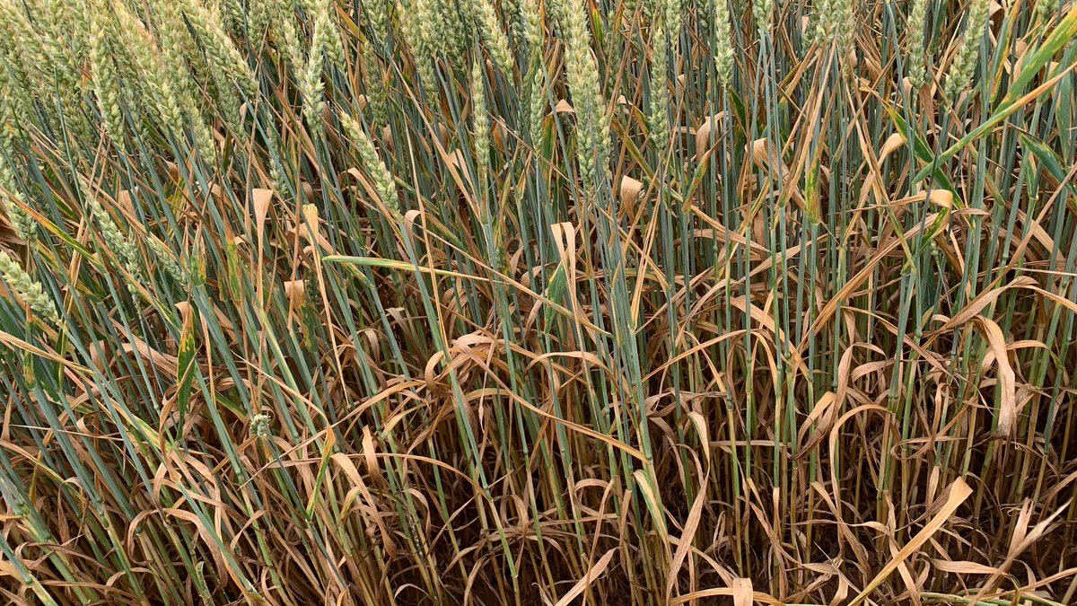 Jon Helliwell tweet media