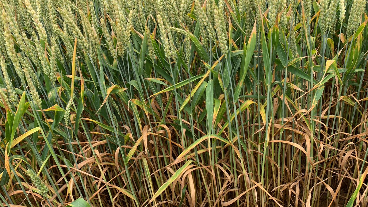 Jon Helliwell tweet media