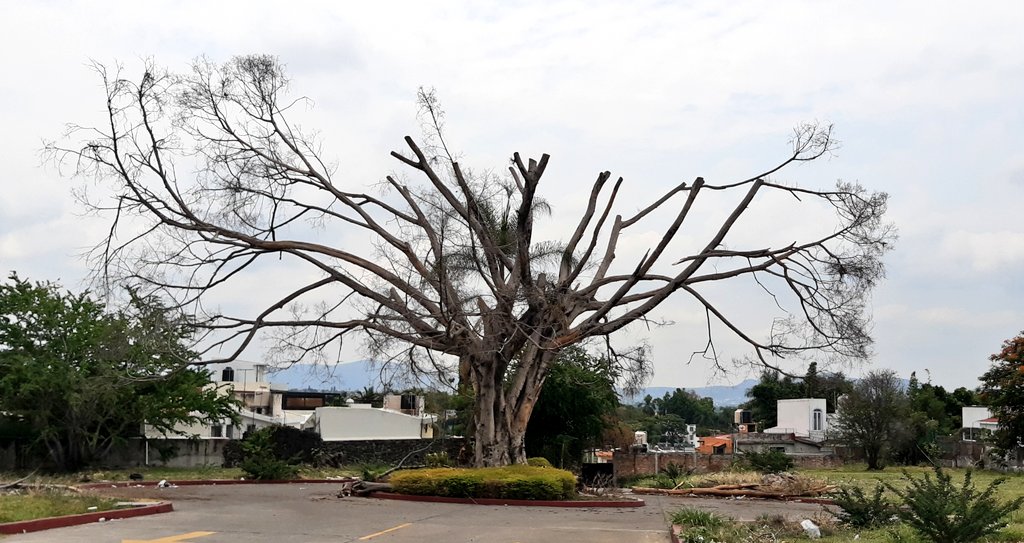 Otro arbol viejisimo que perdimos en #Cuernavaca 🤷🤬 <a href="/SDSySPCuerna/">Desarrollo Sustentable y Servicios Públicos</a> <a href="/CuernavacaGob/">Municipio Cuernavaca</a> <a href="/DiariodeMorelos/">Diario de Morelos</a> <a href="/IsraelAVarq/">Israel Albavera Vázquez</a> @LadyFinanzas <a href="/SolDeCuernavaca/">El Sol de Cuernavaca</a> <a href="/jluriosteguis/">José Luis Urióstegui</a> <a href="/GerardoAbarca_/">Gerardo Abarca Peña</a>