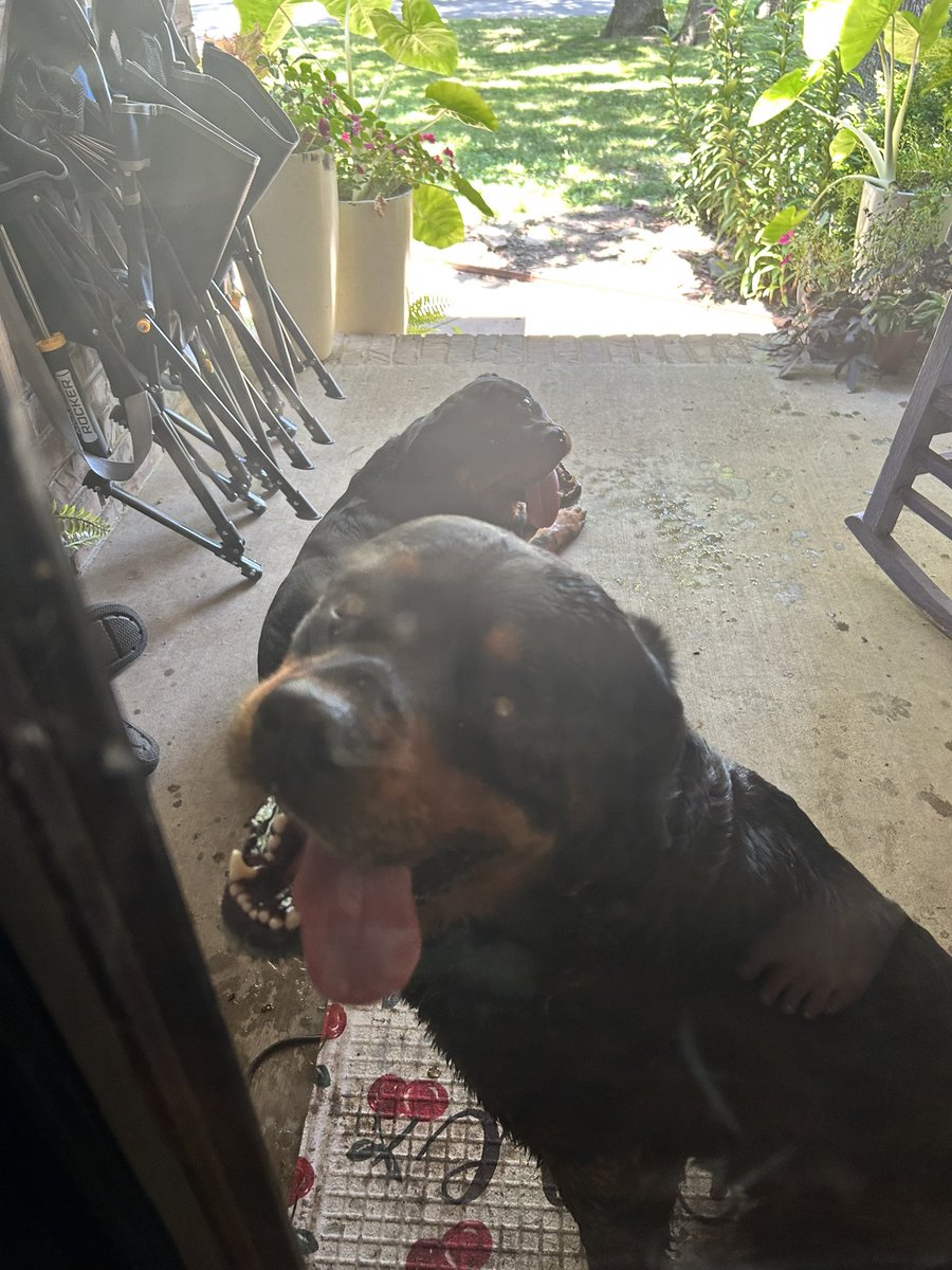 Two Rottweilers sitting on our front porch right now. Neither our dogs nor our chickens are very excited about them joining us for the 4th. If they belong to anyone you know please pass along.