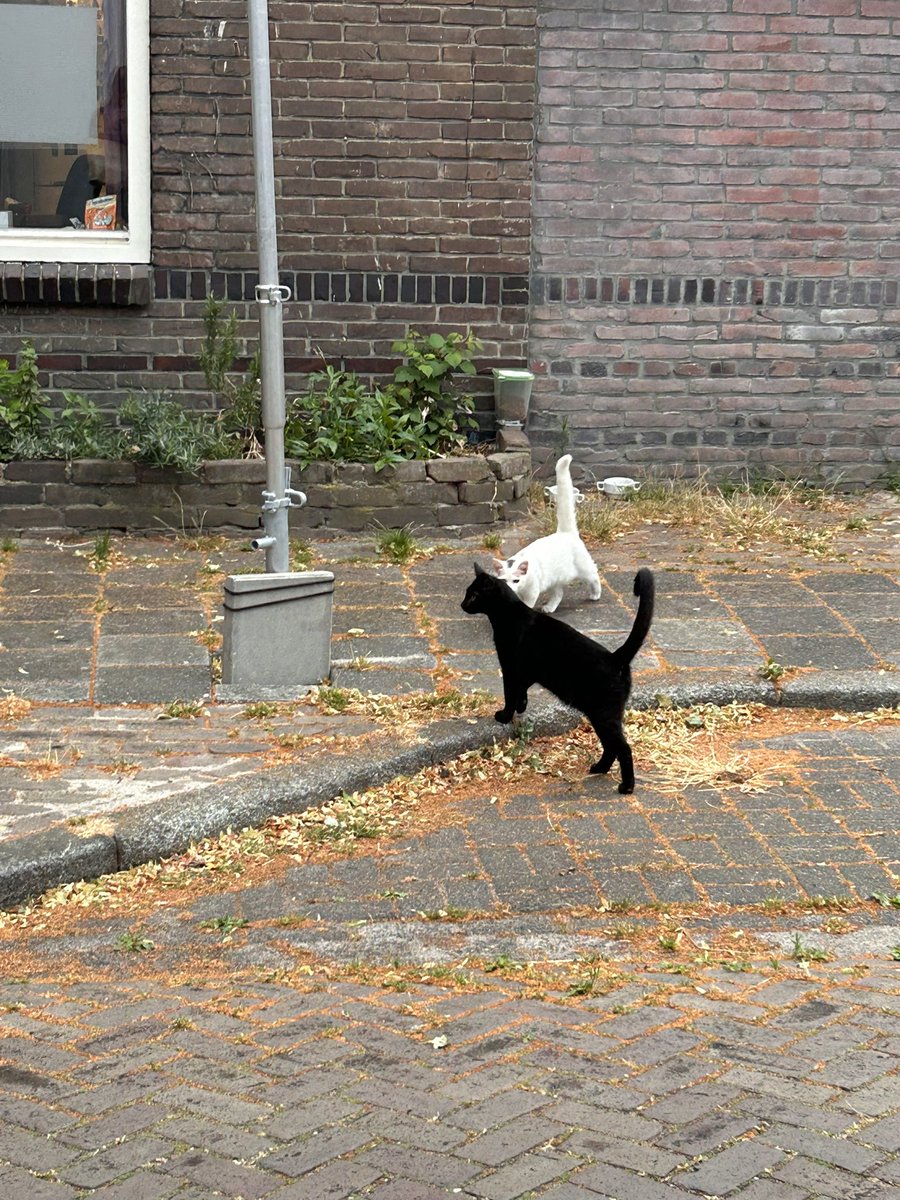 sterestherster's tweet photo. Ik hoef niet ver weg voor katten op straat. De zwarte komt kopjes geven, de witte is bang maar heeft wonden die lijken veroorzaakt door overmatig krabben. Ze krijgen wel eten.
#toeristineigenstad #040 https://t.co/xYl6XBcCrc