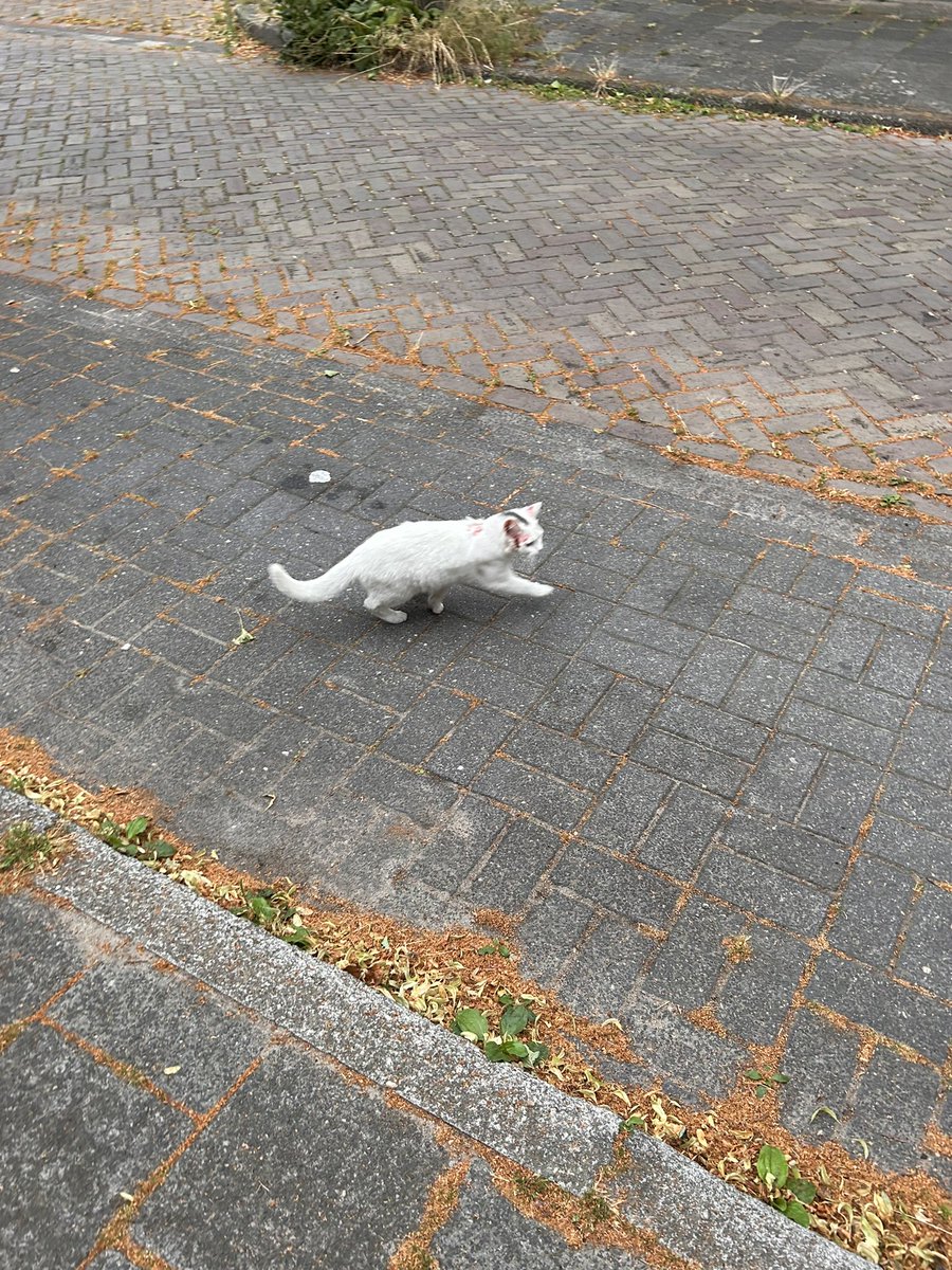 sterestherster's tweet photo. Ik hoef niet ver weg voor katten op straat. De zwarte komt kopjes geven, de witte is bang maar heeft wonden die lijken veroorzaakt door overmatig krabben. Ze krijgen wel eten.
#toeristineigenstad #040 https://t.co/xYl6XBcCrc