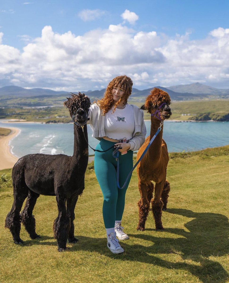 Cuteness overload on Knockamany Bens 🤩🦙#WildAtlanticWay #LoveIreland