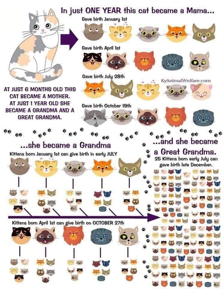 Get your cat neutered.