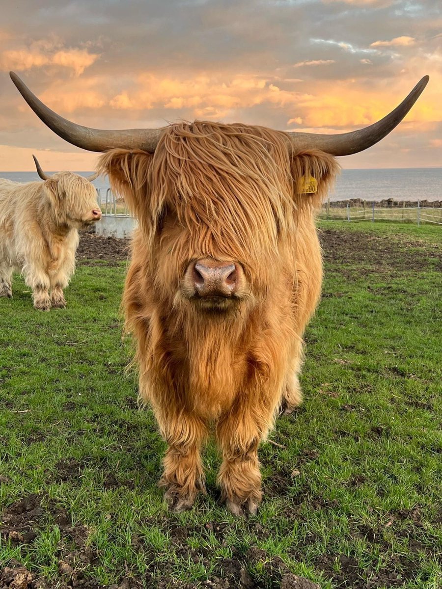 Happy #Coosday from us to moo! 💕✨ 

📍 Crail, <a href="/welcometofife/">Welcome to Fife</a> 📷 IG/highlandcows_bythesea