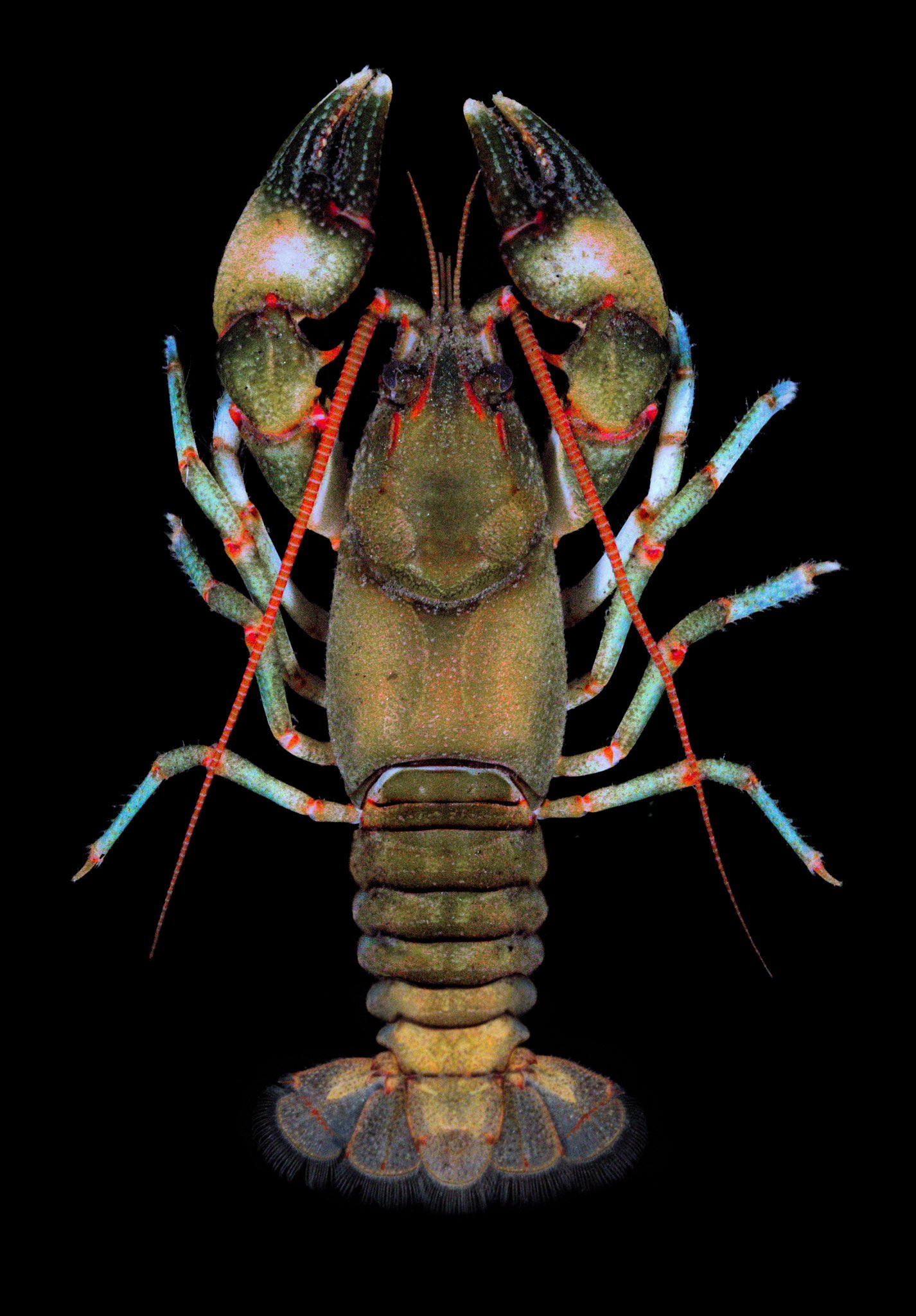 International Association of Astacology on Twitter "RT BWWilliamsLab